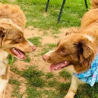 A young medium-sized male Brown / Chocolate Australian Shepherd dog named Scooter for adoption in Alexandria, VA