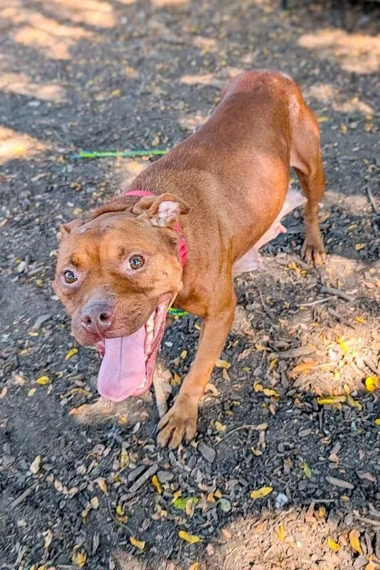 An adult large-sized female Red / Chestnut / Orange Mixed Breed dog named Margaret for adoption in Cincinnati, OH