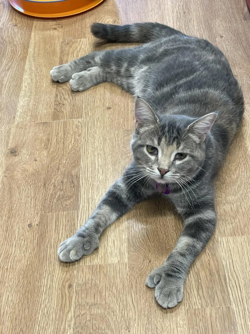 Madeleine thumbnail 3