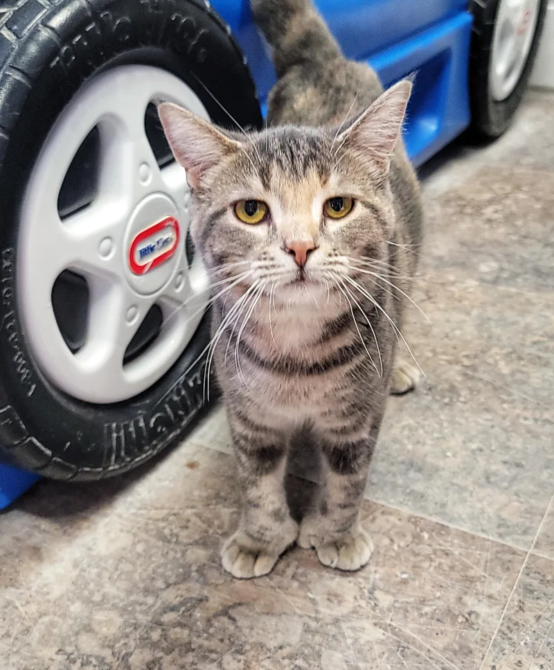 Madeleine thumbnail 4