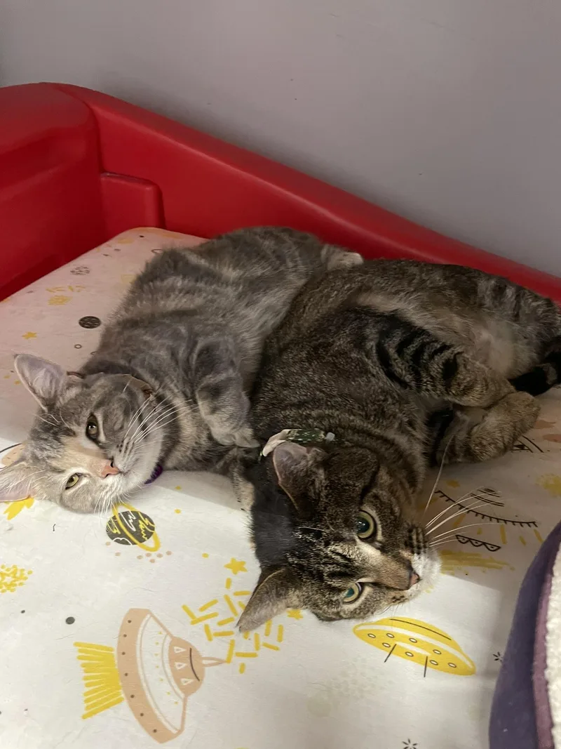 Madeleine thumbnail 5