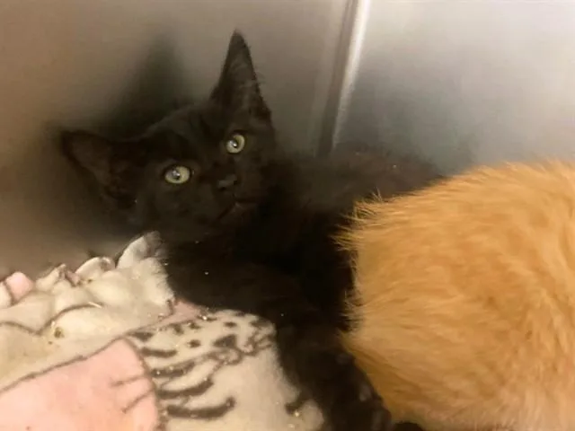 A baby small-sized male Domestic Short Hair cat named Midnight for adoption in Fort Wayne, IN