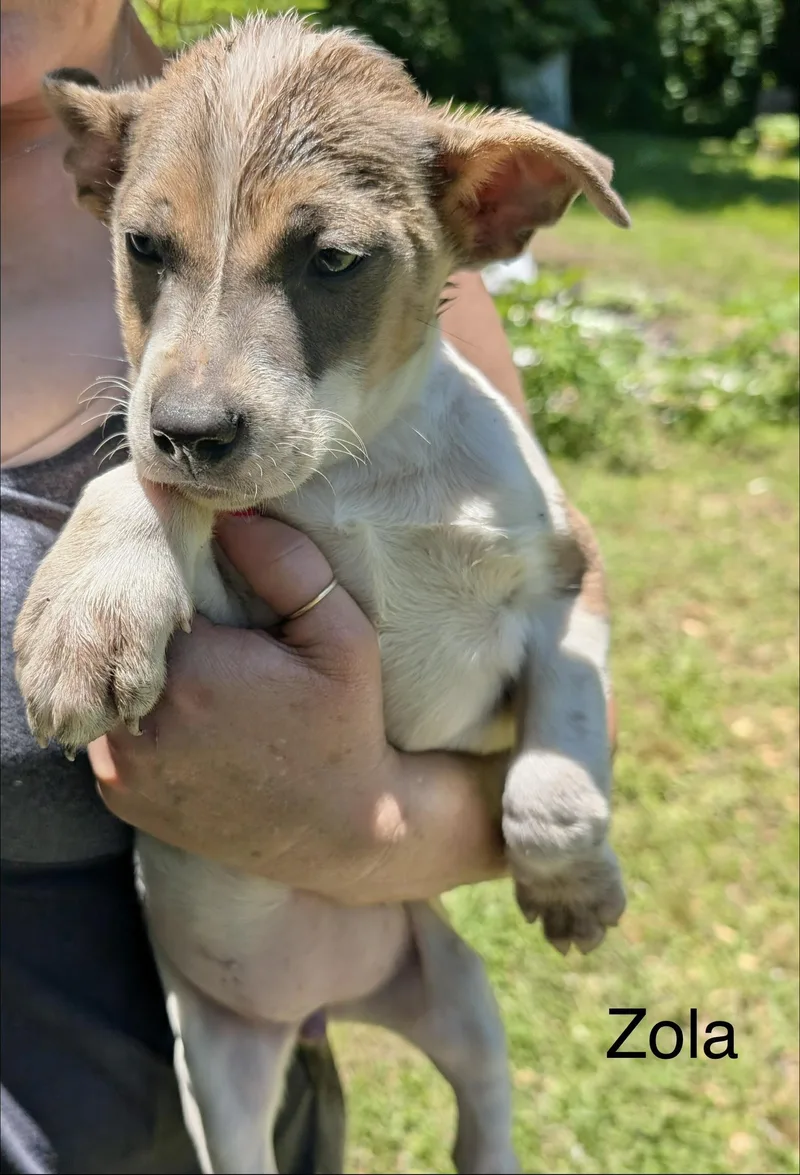 A baby medium-sized female Shepherd dog named Zola for adoption in Manchester, CT