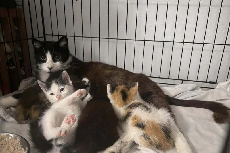 A baby large-sized female Black & White / Tuxedo Domestic Short Hair cat named Sweetie for adoption in DELTONA, FL