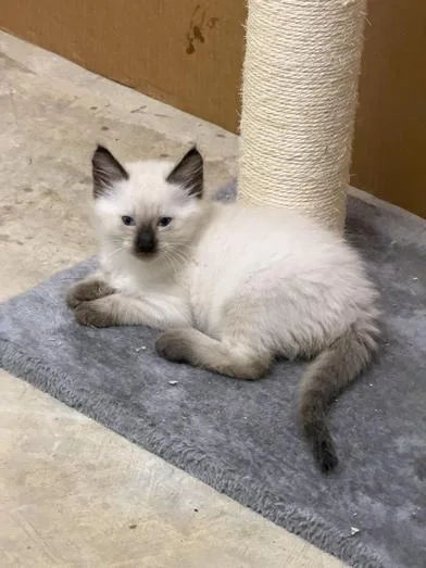 A baby medium-sized male Cream Point Siamese cat named Milky Way for adoption in Liverpool, TX