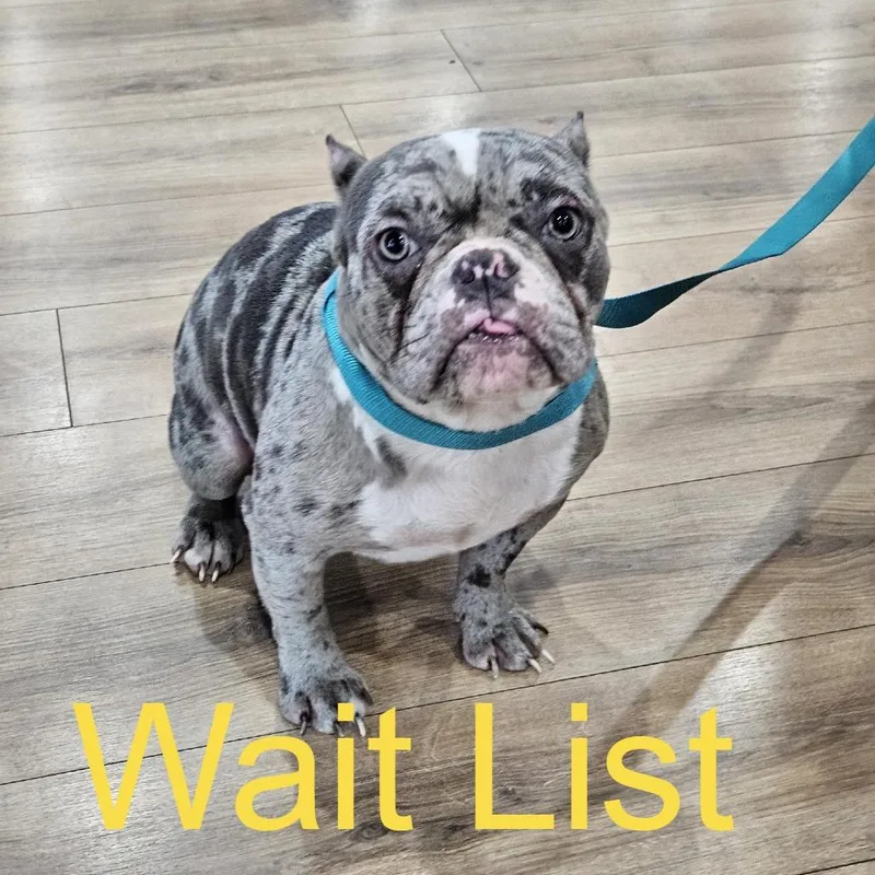 An adult medium-sized female Gray / Blue / Silver French Bulldog dog named Jane Doe for adoption in Livingston, TX