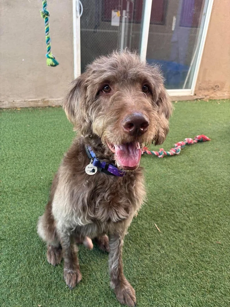An adult large-sized male Brown / Chocolate Labradoodle dog named Hubert for adoption in Phoenix, AZ