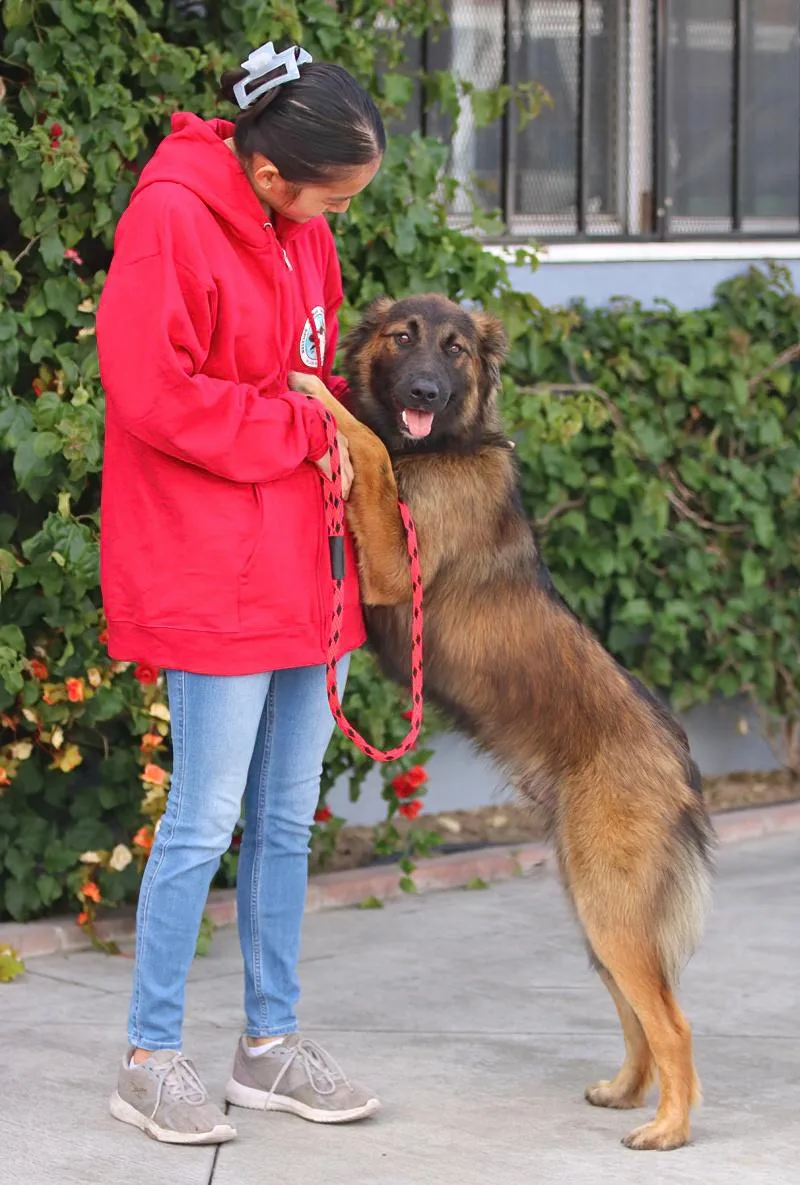A young large-sized male Sable German Shepherd Dog dog named Duke Von Dattelln for adoption in Los Angeles, CA