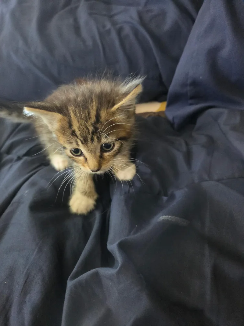 A baby small-sized male Domestic Medium Hair cat named Fern for adoption in Long Beach, CA