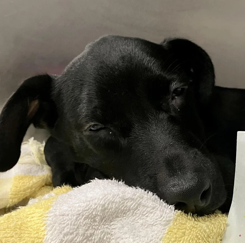 A baby medium-sized female Black Labrador Retriever dog named Rosey for adoption in Parma, OH