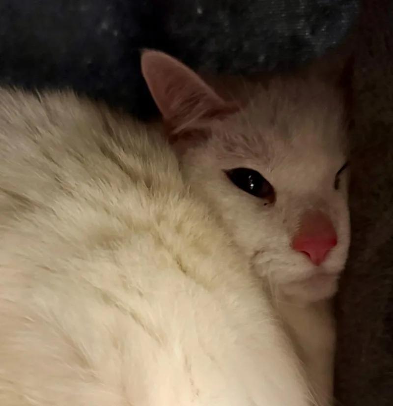 A senior medium-sized female Domestic Short Hair cat named Bella for adoption in Columbia, IL