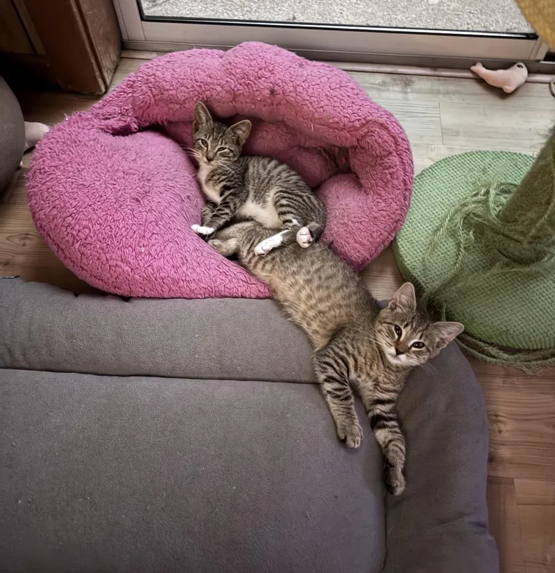 A baby small-sized male Tabby (Buff / Tan / Fawn) Domestic Short Hair cat named Kasey and Kaleb for adoption in Bourne, MA