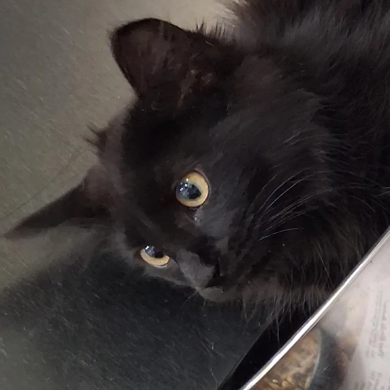 A baby small-sized female Black Domestic Long Hair cat named Hope for adoption in Auburn, AL