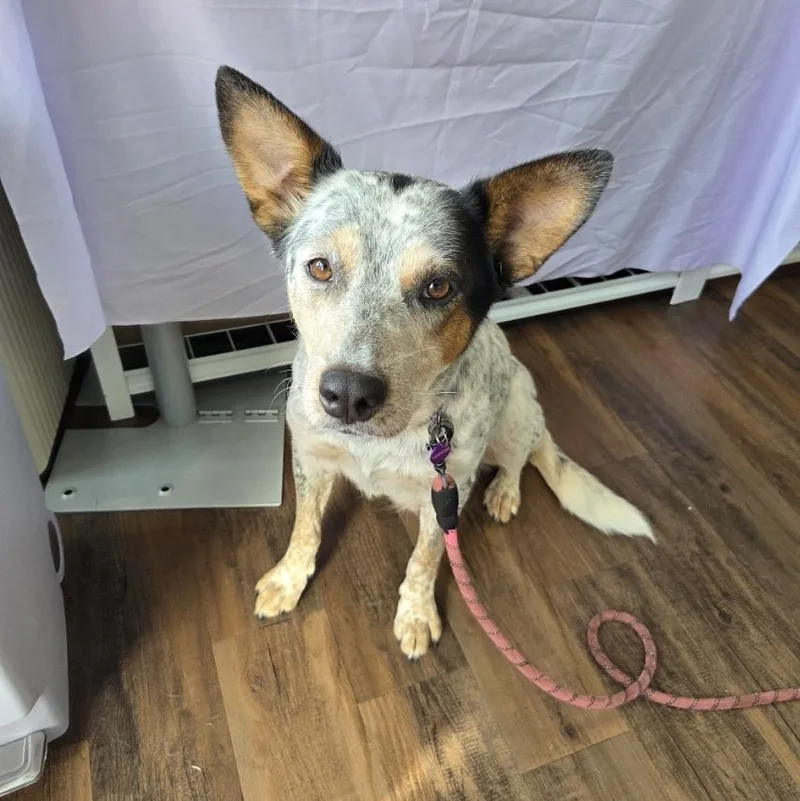 An adult large-sized female Tricolor (Brown, Black, & White) Cattle Dog dog named Clover for adoption in West Hollywood, CA