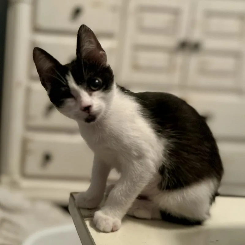A baby small-sized female Black Domestic Short Hair cat named Georgie for adoption in Houston, TX