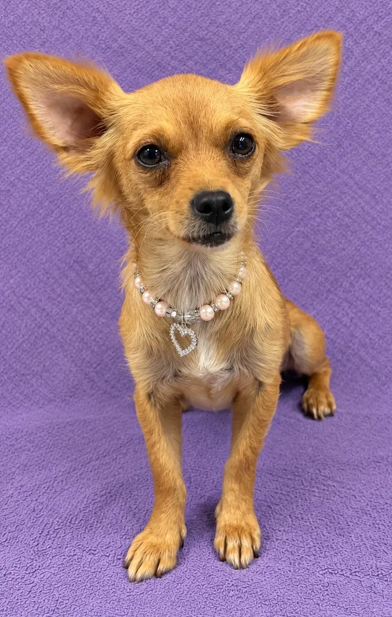 A young small-sized female Golden Chihuahua dog named Dixy for adoption in Lodi, CA