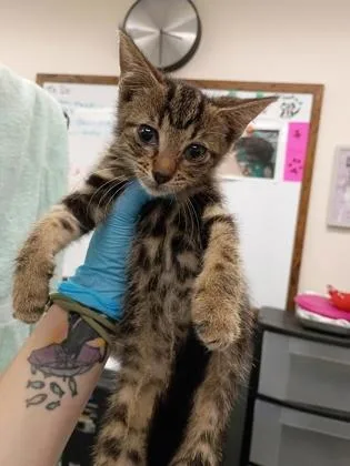 A baby small-sized female Domestic Short Hair cat named Wanda for adoption in Palm Coast, FL