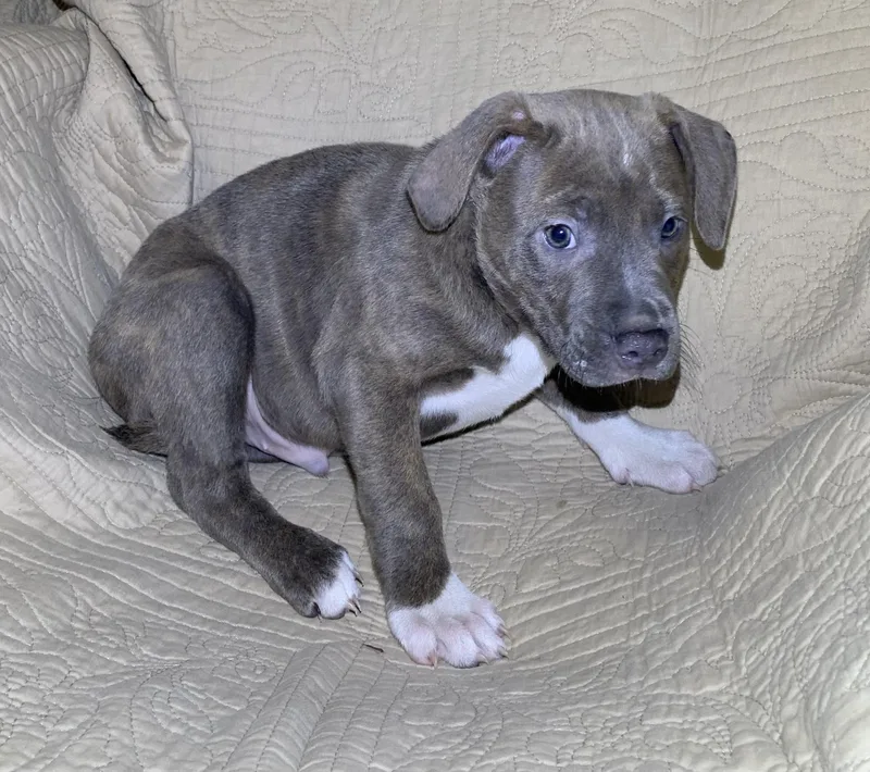 A baby large-sized male Brindle American Staffordshire Terrier dog named Ruger for adoption in Massena, NY