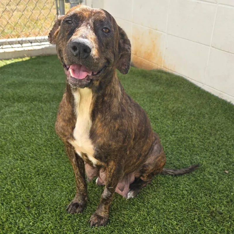 Harper Hollow thumbnail 2