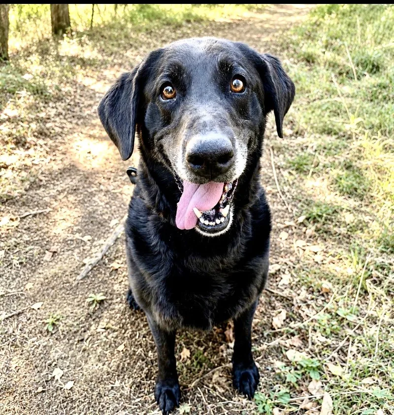 Stella