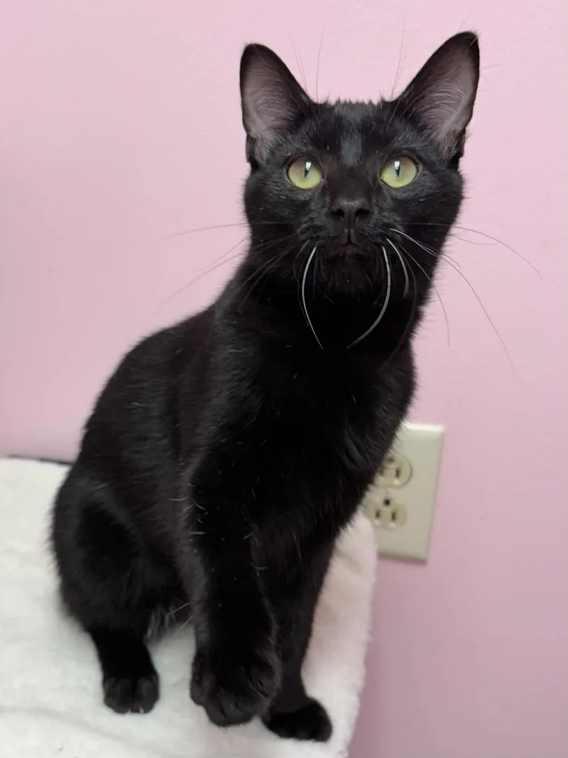 Chupacabra thumbnail 3