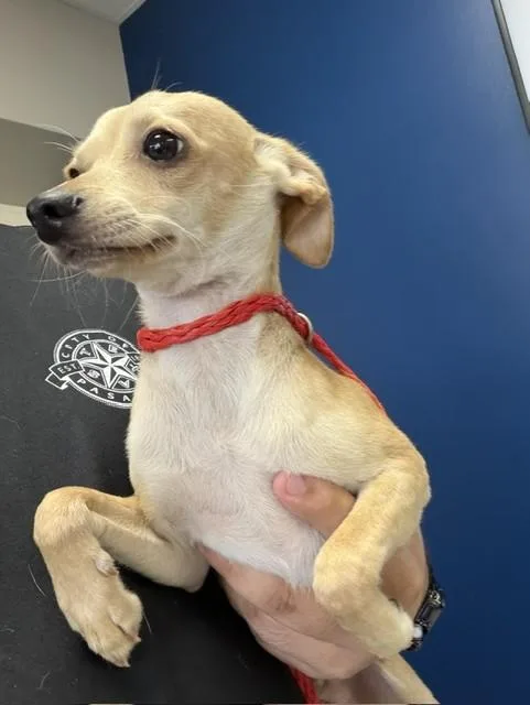A young small-sized male Chihuahua dog named Mickey for adoption in Pasadena, TX