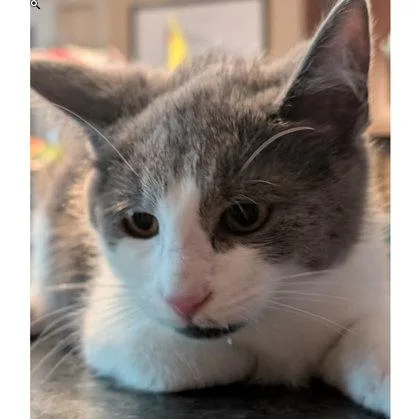 A baby medium-sized male Domestic Short Hair cat named Mickey May for adoption in Hudson, MA