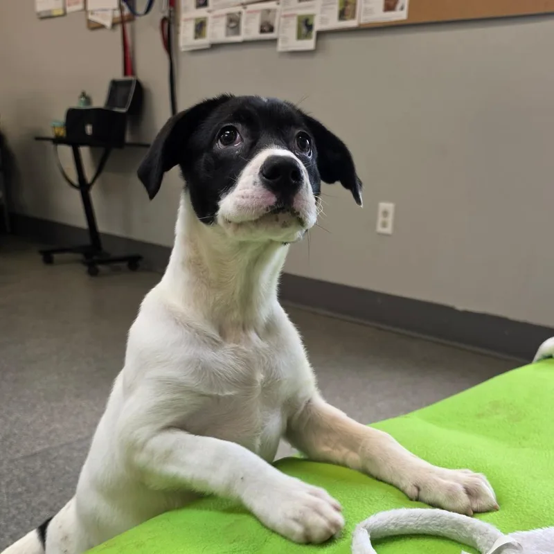 Ciabatta thumbnail 2