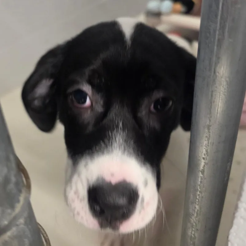 Ciabatta thumbnail 3