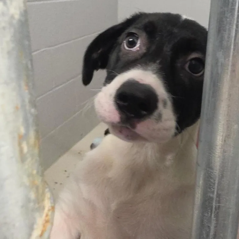 Ciabatta thumbnail 4