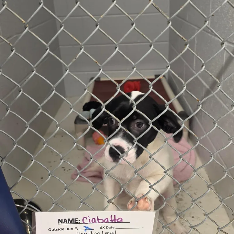 Ciabatta thumbnail 5