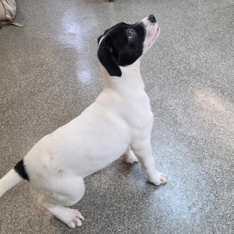 Ciabatta thumbnail 6