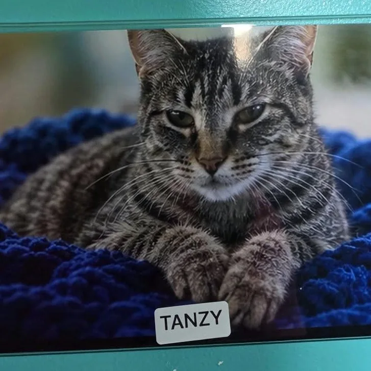An adult medium-sized female Tabby (Gray / Blue / Silver) Domestic Short Hair cat named Tanzy for adoption in Petersburg, IN