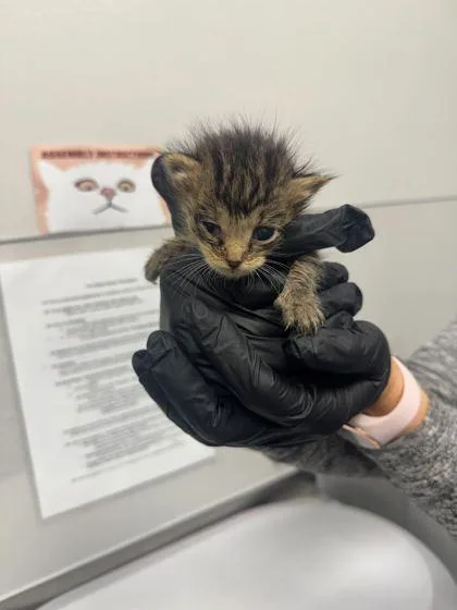 A baby small-sized male Domestic Short Hair cat named Larry for adoption in Sevierville, TN