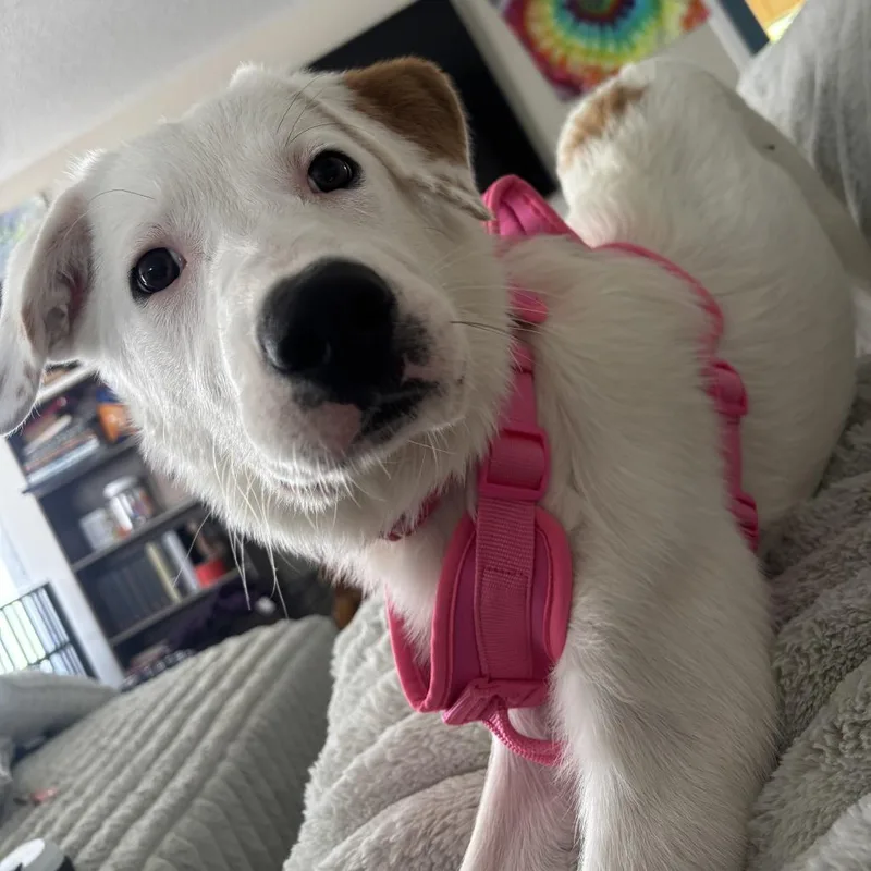 A baby large-sized female White / Cream Great Pyrenees dog named Primrose "prim" for adoption in Marion, IA