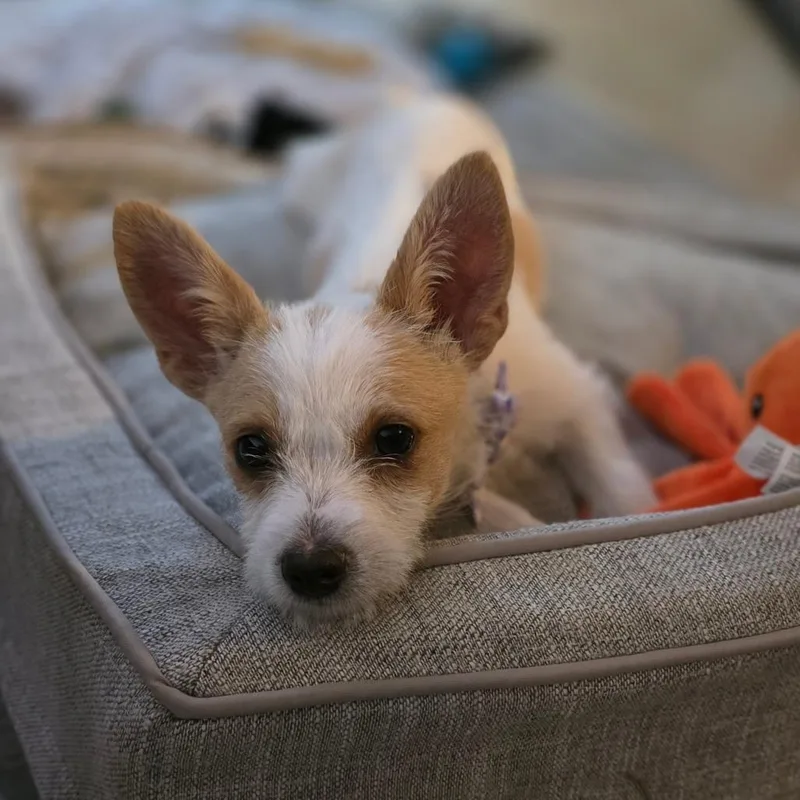 A baby small-sized female Terrier dog named Daphne for adoption in Raleigh, NC