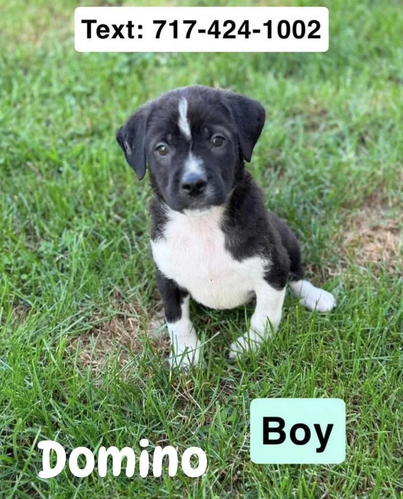 Domino