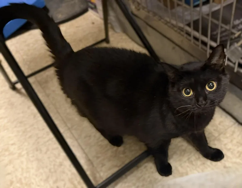 An adult medium-sized female Black Domestic Short Hair cat named Plum for adoption in Herndon, VA