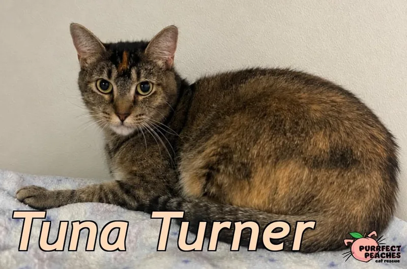 A young medium-sized female Domestic Short Hair cat named Tuna Turner for adoption in Douglasville, GA