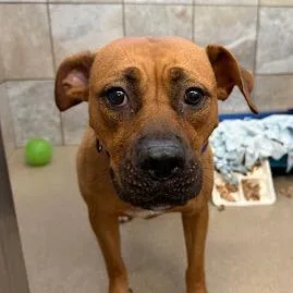 An adult medium-sized female Red / Chestnut / Orange Mastiff dog named Mia Bella for adoption in South Elgin, IL
