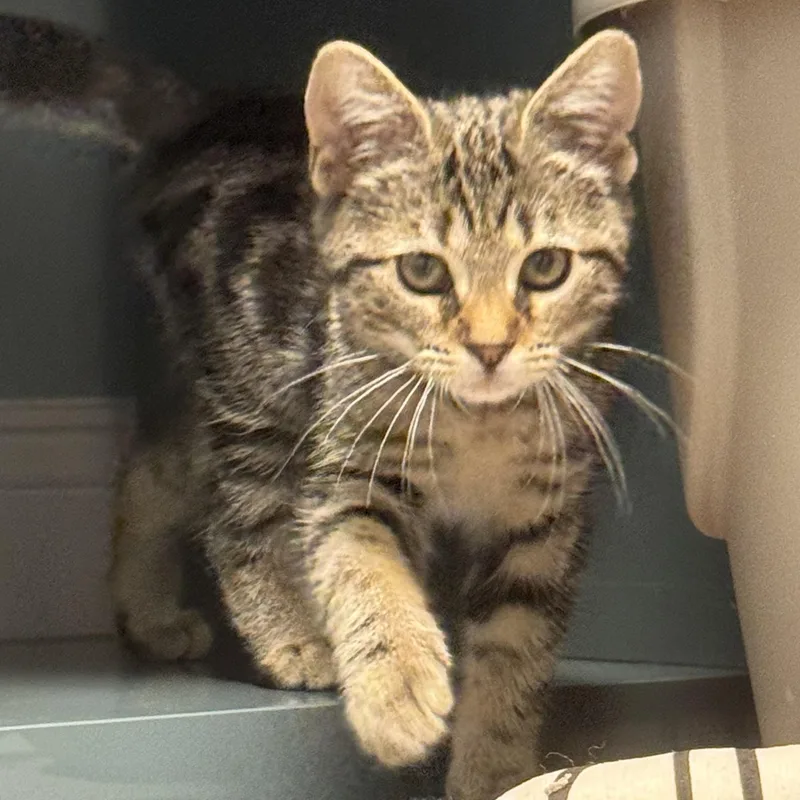 A baby medium-sized female Tabby (Brown / Chocolate) Domestic Short Hair cat named Marsha for adoption in Cranford, NJ
