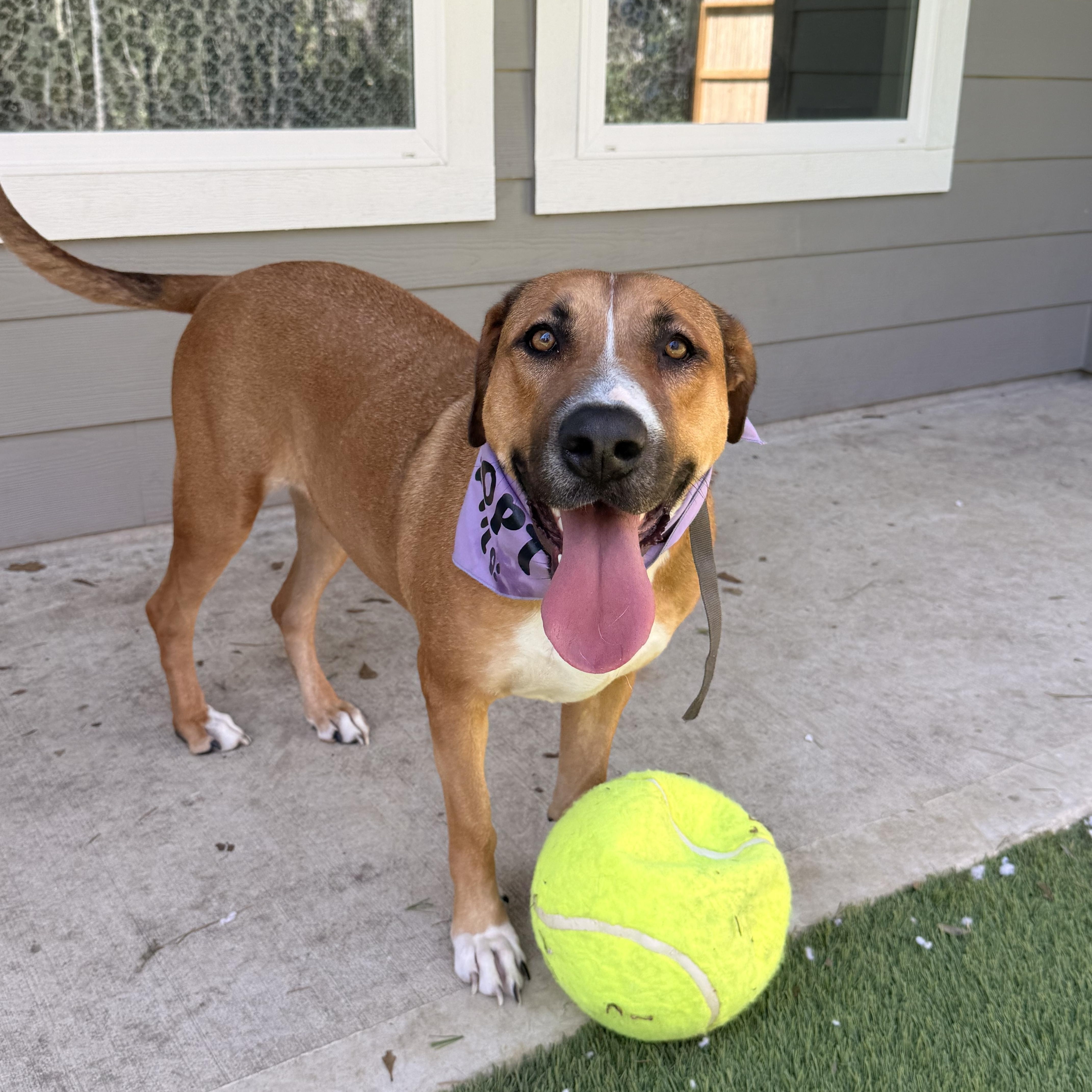 An adult medium-sized female Brown / Chocolate Redbone Coonhound dog named Rosey for adoption in Spring, TX