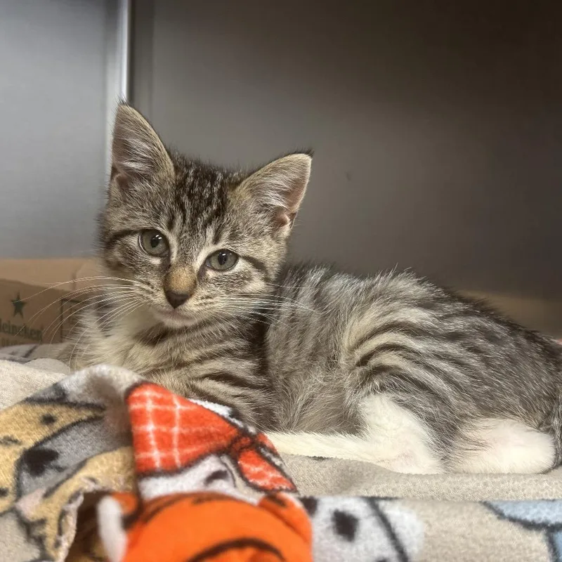 A baby small-sized female Domestic Short Hair cat named Skittles for adoption in Newark, NJ