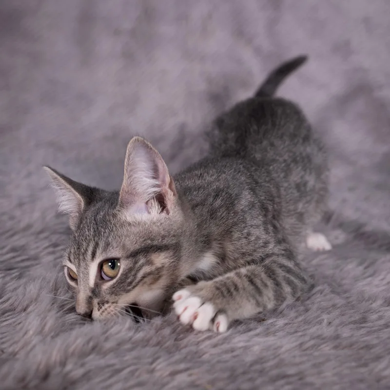 Palm Harbor  Andrea thumbnail 2