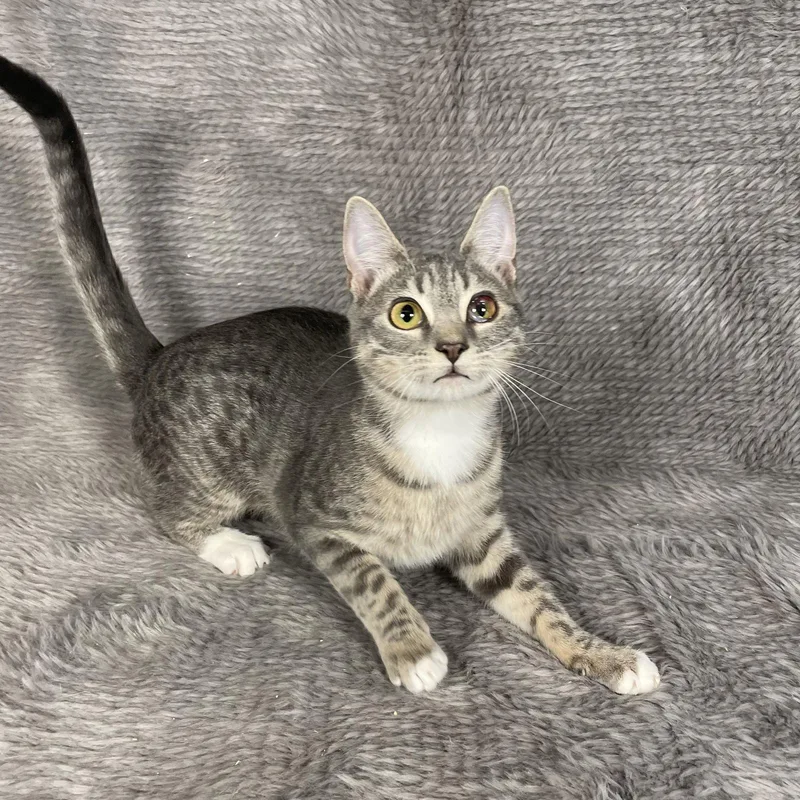 Palm Harbor  Andrea thumbnail 3