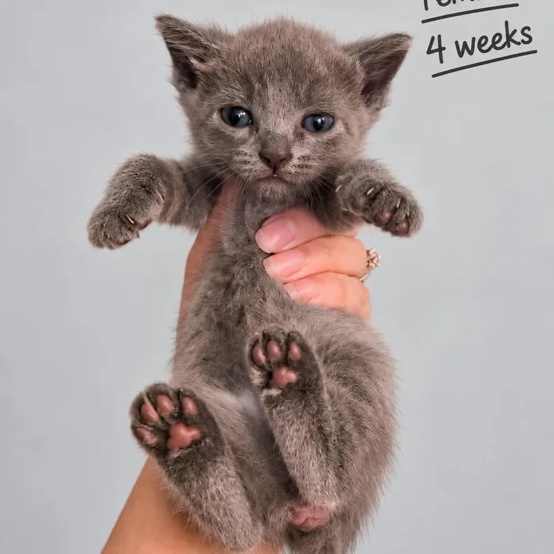 A baby small-sized female Gray / Blue / Silver Domestic Short Hair cat named Wendy for adoption in Tampa, FL