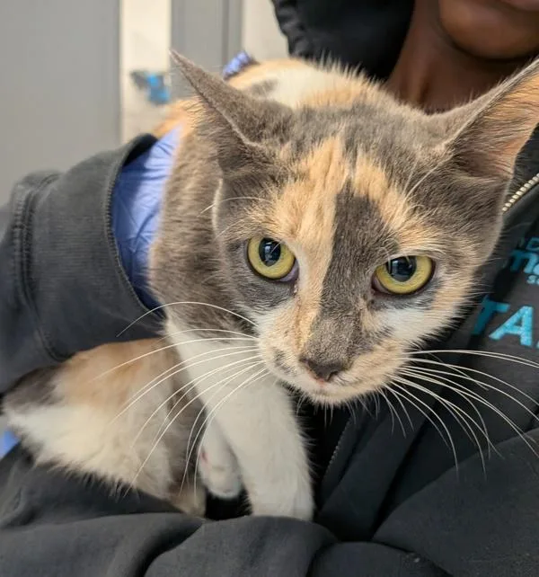 An adult small-sized female Domestic Short Hair cat named Working Cat  Sahara for adoption in San Diego, CA