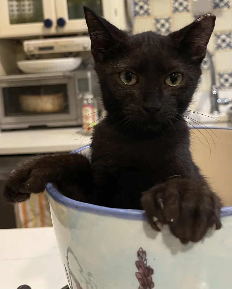 A young small-sized male Black Domestic Short Hair cat named Lilo for adoption in san antonio, TX