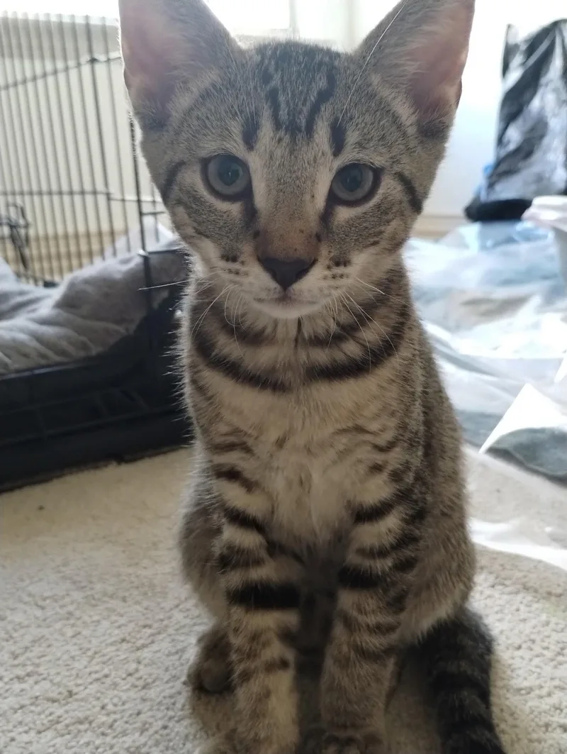 A baby medium-sized male Domestic Short Hair cat named Nico for adoption in Frisco, TX