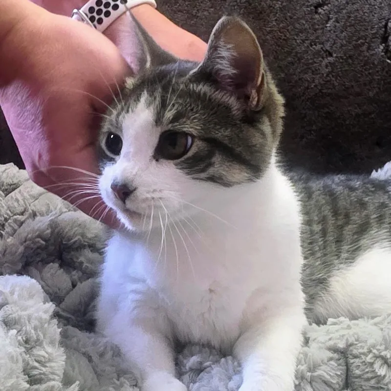A young medium-sized female White Domestic Short Hair cat named Miss Winifred Whiskers C for adoption in Princeton, MN